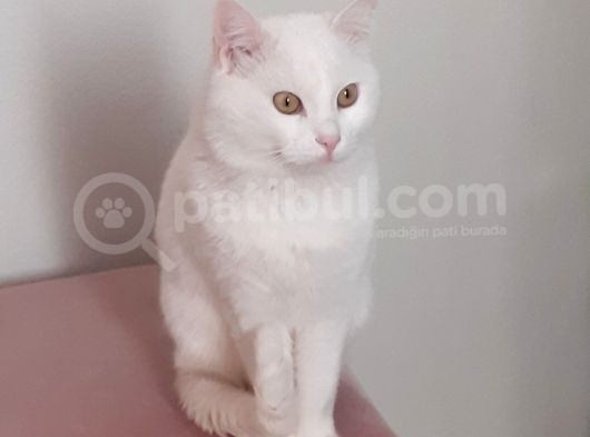 Bursa Gemli̇k Kayip Kedi̇