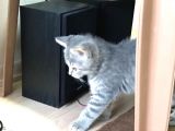 Harika Güzellilteki Yavru British Shorthair
