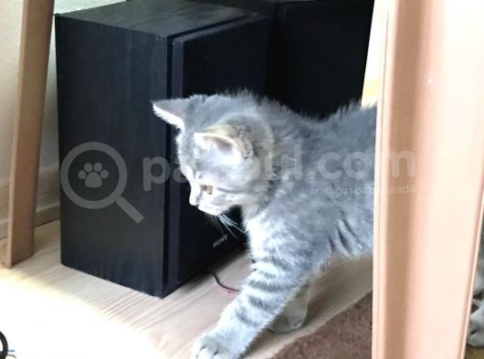 Harika Güzellilteki Yavru British Shorthair görsel