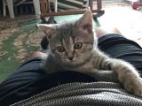 Harika Güzellilteki Yavru British Shorthair