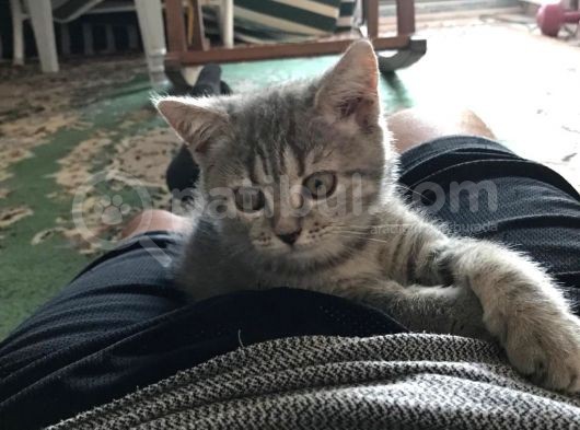 Harika Güzellilteki Yavru British Shorthair
