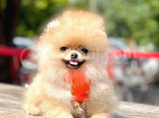 Safkan Pomeranian Boo Yavrularımız