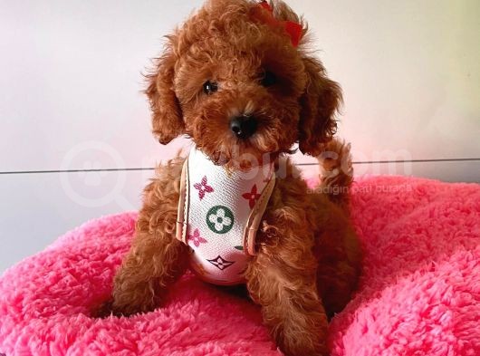 Safkan Toy Poodle Yavrular görsel