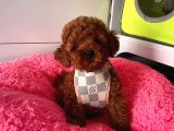 Safkan Toy Poodle Yavrular