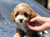 Show Kalite Maltipoo Bebekler