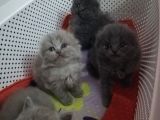 3 Minik Oğlan Yeni Ailelerini Arıyor