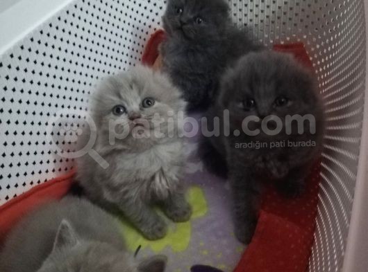 3 Minik Oğlan Yeni Ailelerini Arıyor