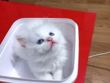 Bembeyaz Safkan Chinchilla Yavrular