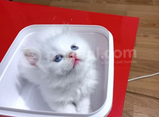 Bembeyaz Safkan Chinchilla Yavrular görsel