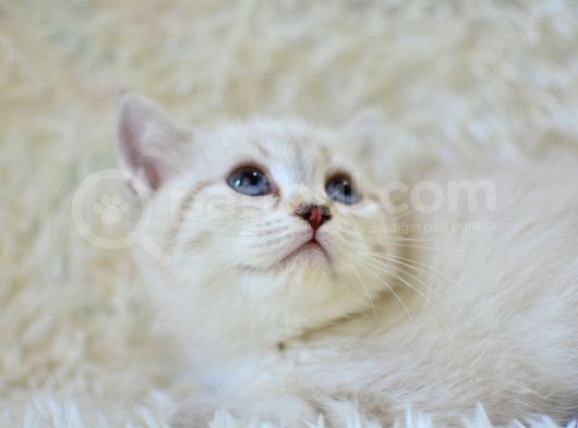 Şampi̇yon Soyundan Lynx Bri̇ti̇sh Shorthai̇r görsel
