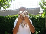 Cavai̇ller King Charles Yavrulari Mama Ve Malzeme Kampanyali
