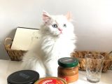Bembeyaz Safkan Chinchilla Yavrular