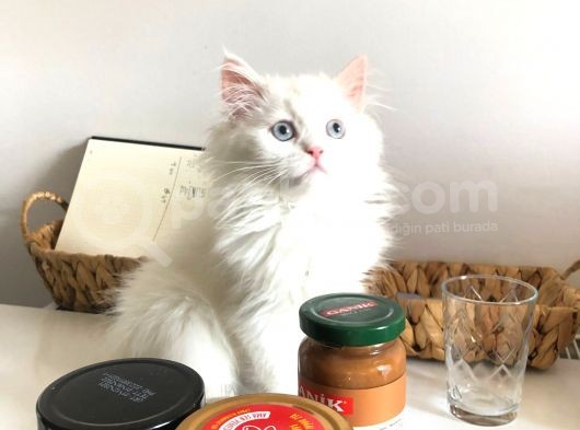 Bembeyaz Safkan Chinchilla Yavrular