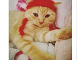3 Aylık British Erkek Kedi