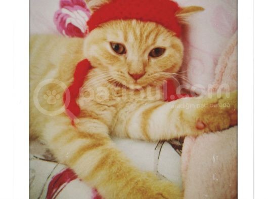 3 Aylık British Erkek Kedi