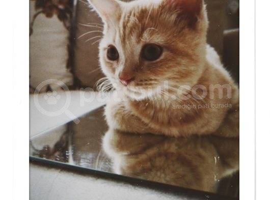 3 Aylık British Erkek Kedi görsel