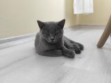 Dişi British Shorthair