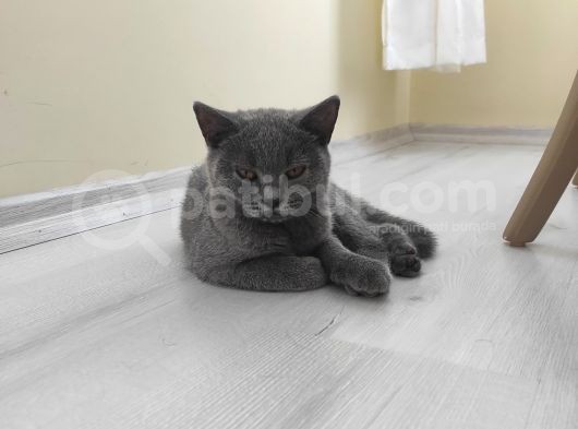 Dişi British Shorthair