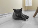 Dişi British Shorthair