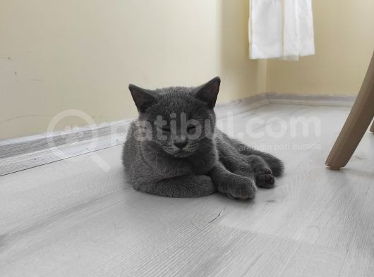 Dişi British Shorthair görsel