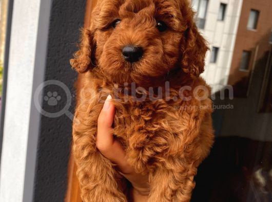 Muhteşem Toypoodle Bebekler görsel