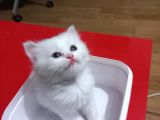 Bembeyaz Safkan Chinchilla Yavrular