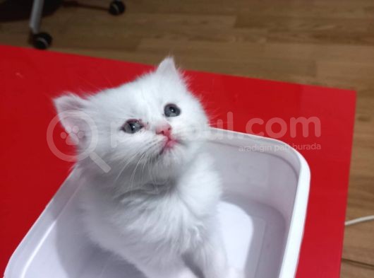 Bembeyaz Safkan Chinchilla Yavrular görsel