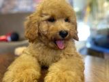 Show Kalite Topac Surat Toy Poodle Bebegimiz