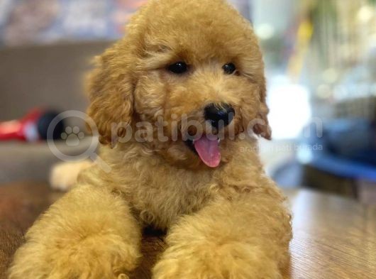 Show Kalite Topac Surat Toy Poodle Bebegimiz görsel