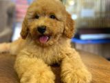 Show Kalite Topac Surat Toy Poodle Bebegimiz