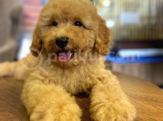 Show Kalite Topac Surat Toy Poodle Bebegimiz görsel