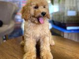 Show Kalite Topac Surat Toy Poodle Bebegimiz