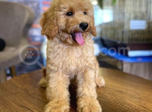 Show Kalite Topac Surat Toy Poodle Bebegimiz görsel
