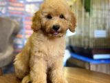 Show Kalite Topac Surat Toy Poodle Bebegimiz