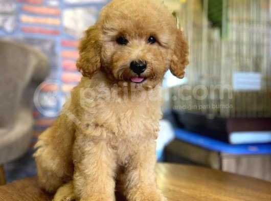 Show Kalite Topac Surat Toy Poodle Bebegimiz görsel