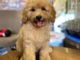 Show Kalite Topac Surat Toy Poodle Bebegimiz