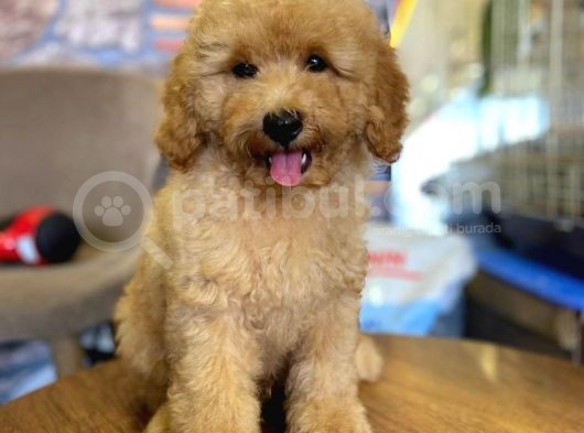 Show Kalite Topac Surat Toy Poodle Bebegimiz