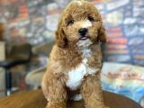 Nadir Bulunan Renkteki Toy Poodle Bebegimiz