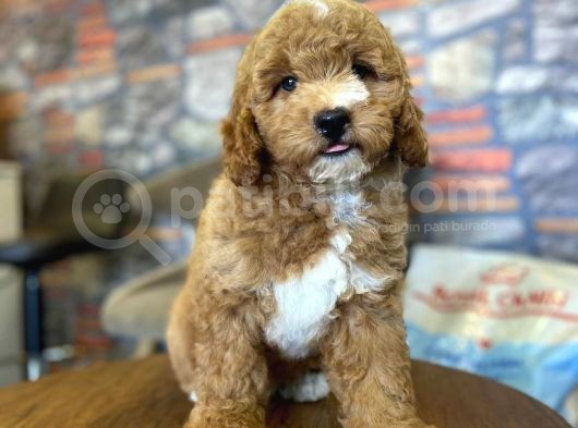 Nadir Bulunan Renkteki Toy Poodle Bebegimiz görsel