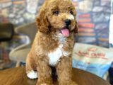 Nadir Bulunan Renkteki Toy Poodle Bebegimiz