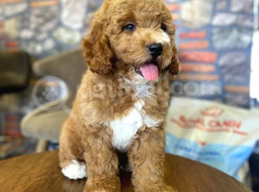 Nadir Bulunan Renkteki Toy Poodle Bebegimiz görsel