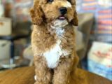 Nadir Bulunan Renkteki Toy Poodle Bebegimiz