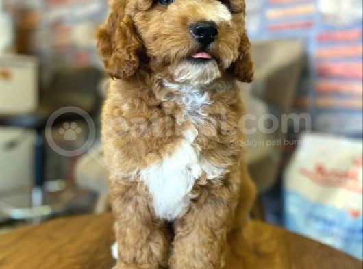 Nadir Bulunan Renkteki Toy Poodle Bebegimiz görsel