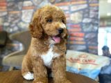Nadir Bulunan Renkteki Toy Poodle Bebegimiz