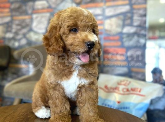 Nadir Bulunan Renkteki Toy Poodle Bebegimiz görsel