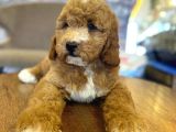 Nadir Bulunan Renkteki Toy Poodle Bebegimiz