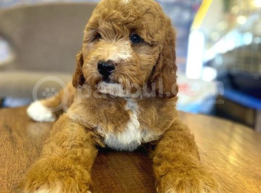 Nadir Bulunan Renkteki Toy Poodle Bebegimiz görsel