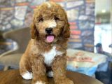 Nadir Bulunan Renkteki Toy Poodle Bebegimiz