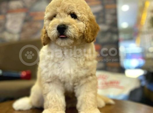 Ayi Surat Muazzam Tuy Yapisina Sahip Toy Poodle Bebegimiz görsel