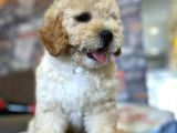Ayi Surat Muazzam Tuy Yapisina Sahip Toy Poodle Bebegimiz